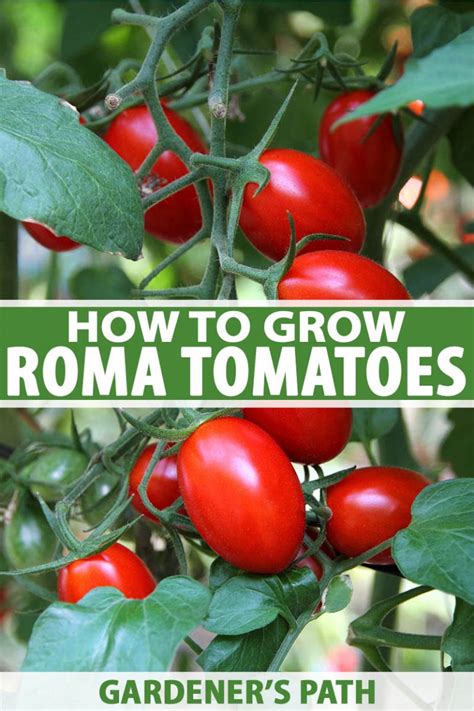 mature roma|How to Grow Roma Tomatoes: The Complete Plant Guide